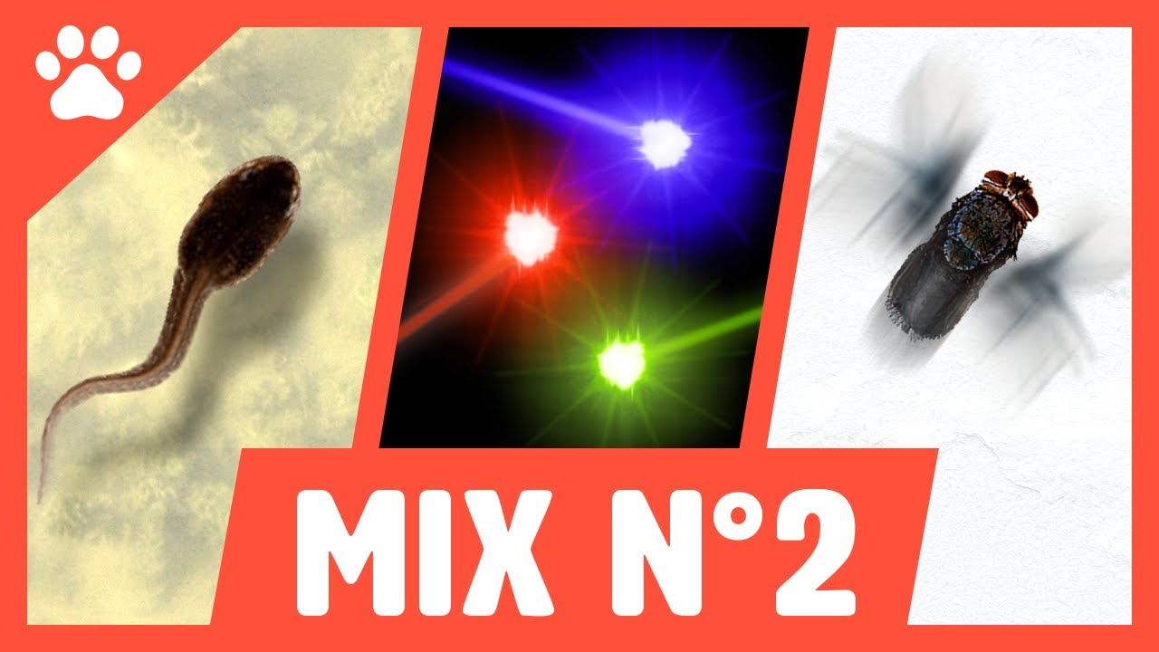 CAT GAMES on screen : Tadpoles - Lasers -  Flies - mix N&deg;2