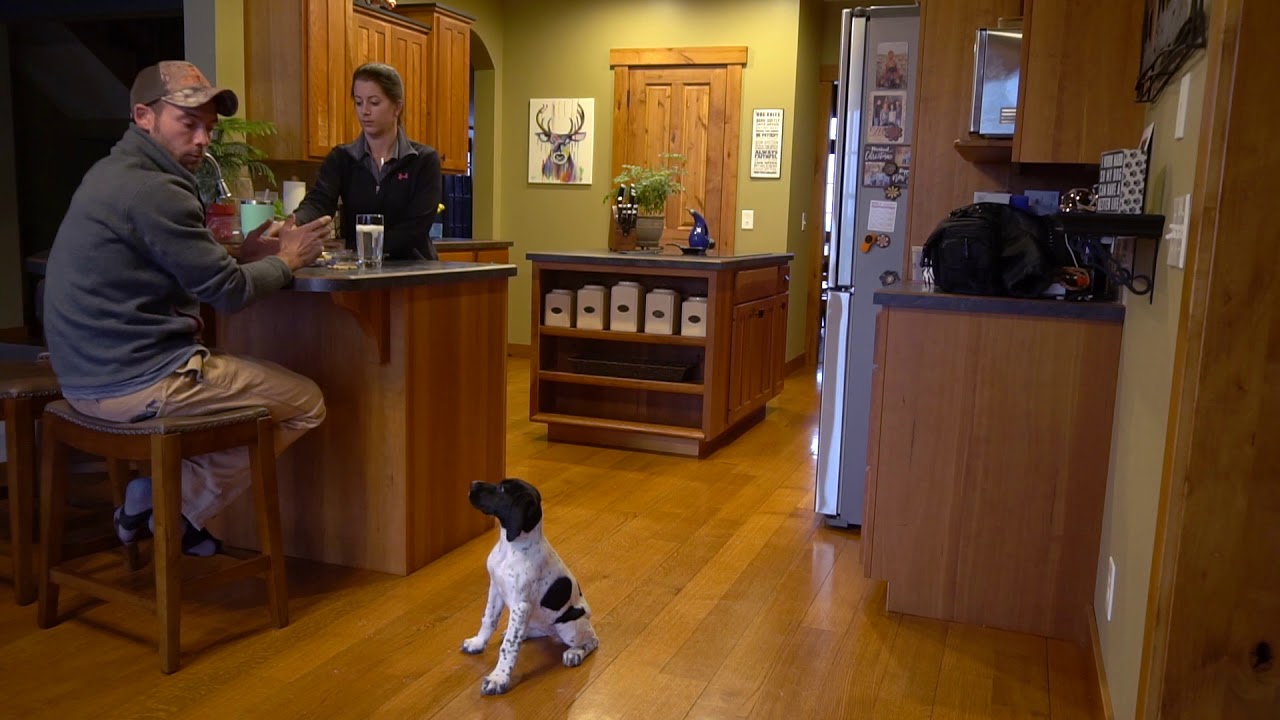 How To Train Your Puppy House Manners in the Kitchen  - Upland Bird Dog Training