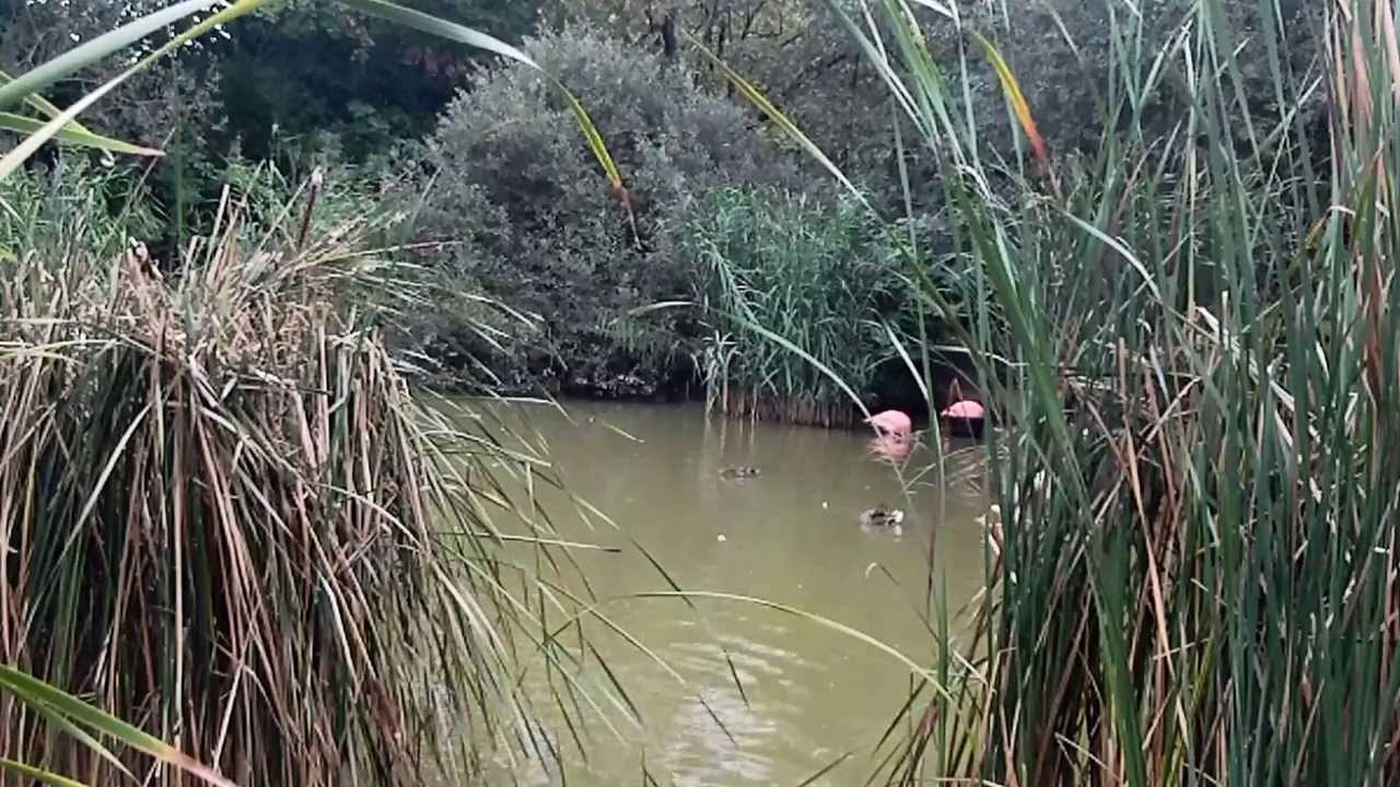 Parc des Oiseaux Villars les Dombes