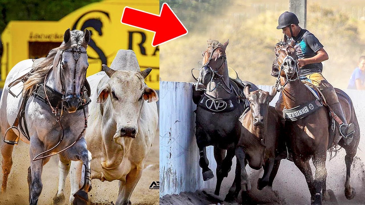 A IMPRESSIONANTE INTELIGÊNCIA DOS CAVALOS DE VAQUEJADA