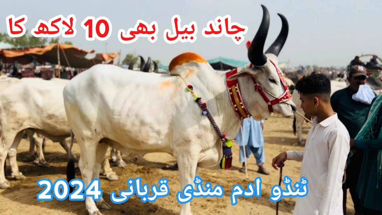 Chand Bail Ke Price Bhi Ab Chand Per || 10 Lakh Ka Chand Bull || Tando Adam Mandi || Mandi Update