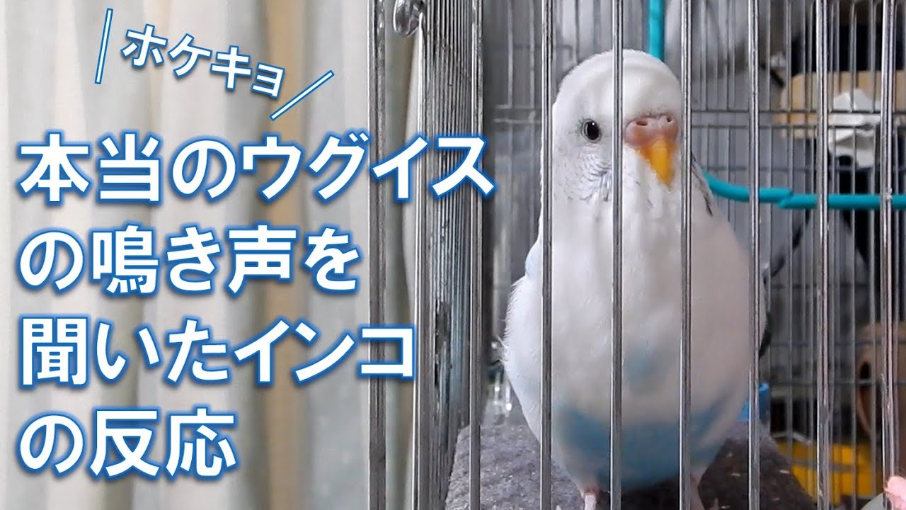 本当のウグイスの鳴き声を聞いたインコ【ちょりすけと爽ちゃん】