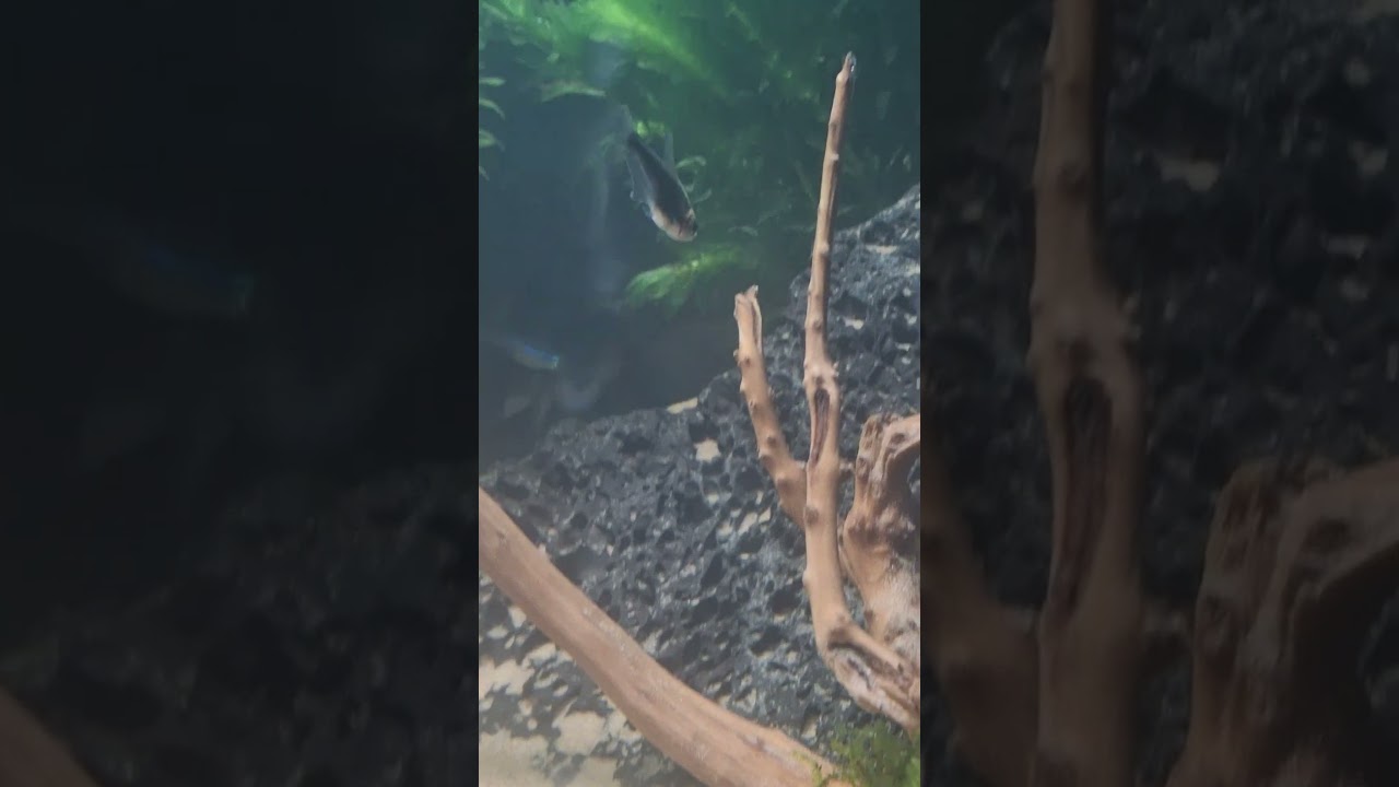 Black Emperor Tetra unwell. She was in with her own kind but had to transfer her into my calm tank.