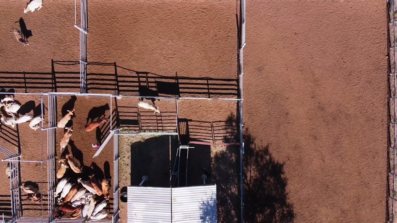Working Cattle through a Bud Box | Low Stress Stock Handling