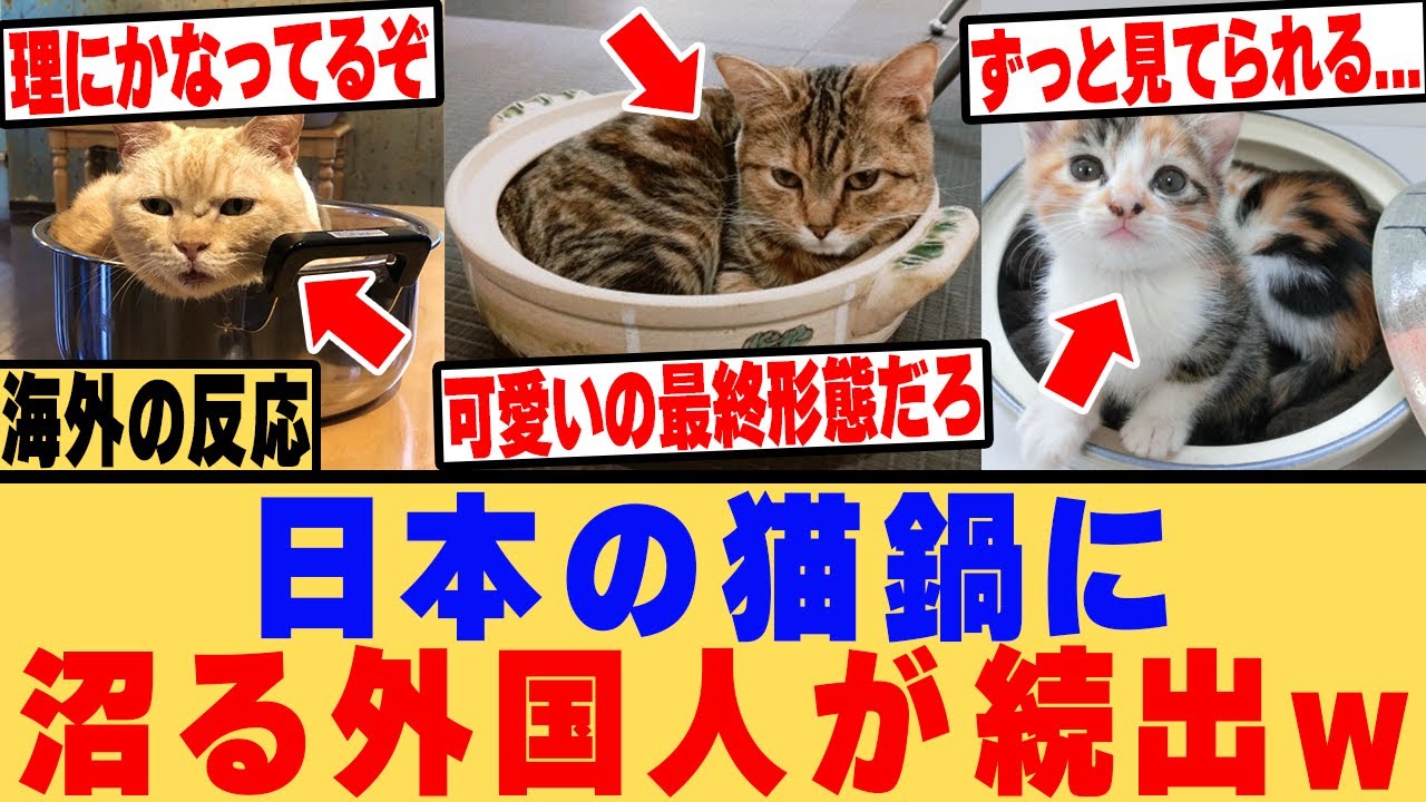 【海外の反応】「猫鍋を考えた日本人は天才だ！」あまりの可愛さに沼る外国人が続出www