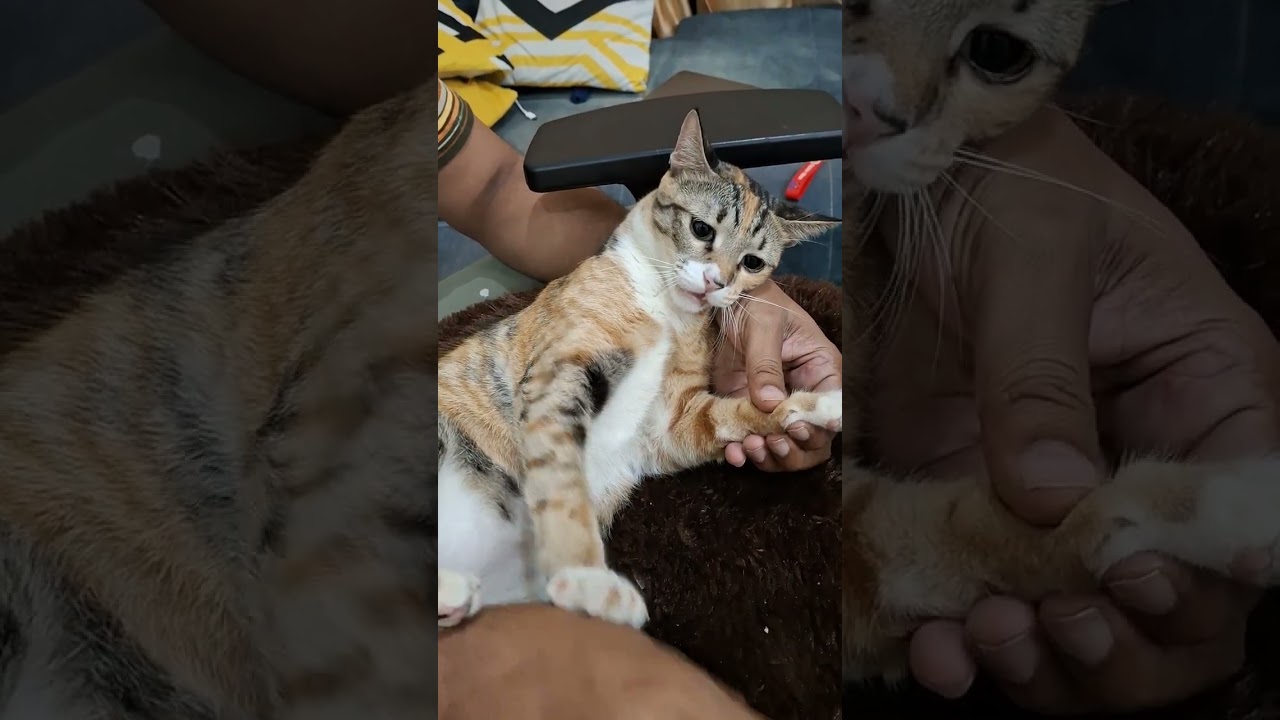 Pickle  Meri Cat ne Wallpaper Kharaab Kardi 🤦‍♂️ #cat #kitten #shortvideo 