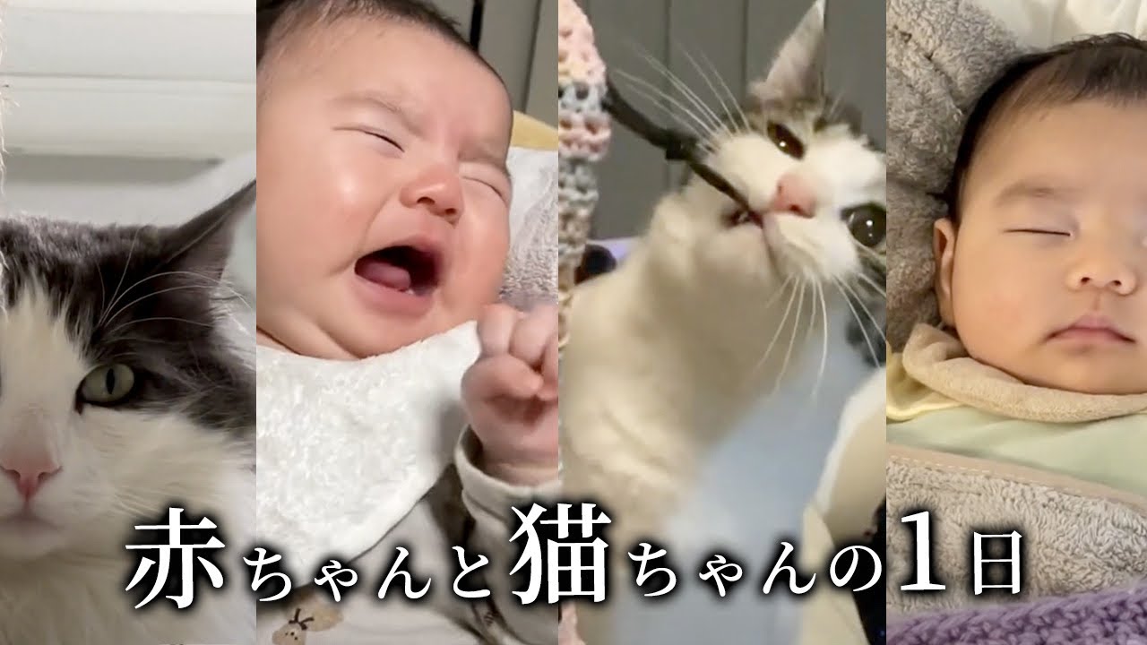 【生後2ヶ月 完母】赤ちゃんと猫2匹の1日に密着！【ノルウェージャンフォレストキャット】