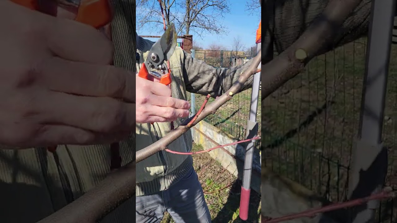 5.3.2026 jarný rez broskyne č.3 s mikrofónom 😅