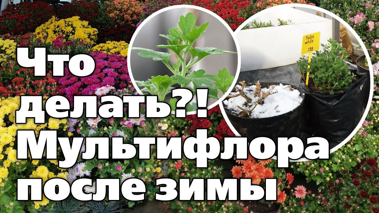 ХРИЗАНТЕМЫ МУЛЬТИФЛОРА В МАРТЕ. ПЛАН РАБОТ