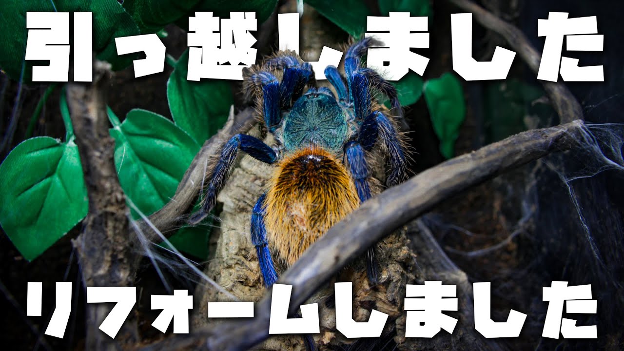 ふがしの引っ越し＆おいものリフォーム