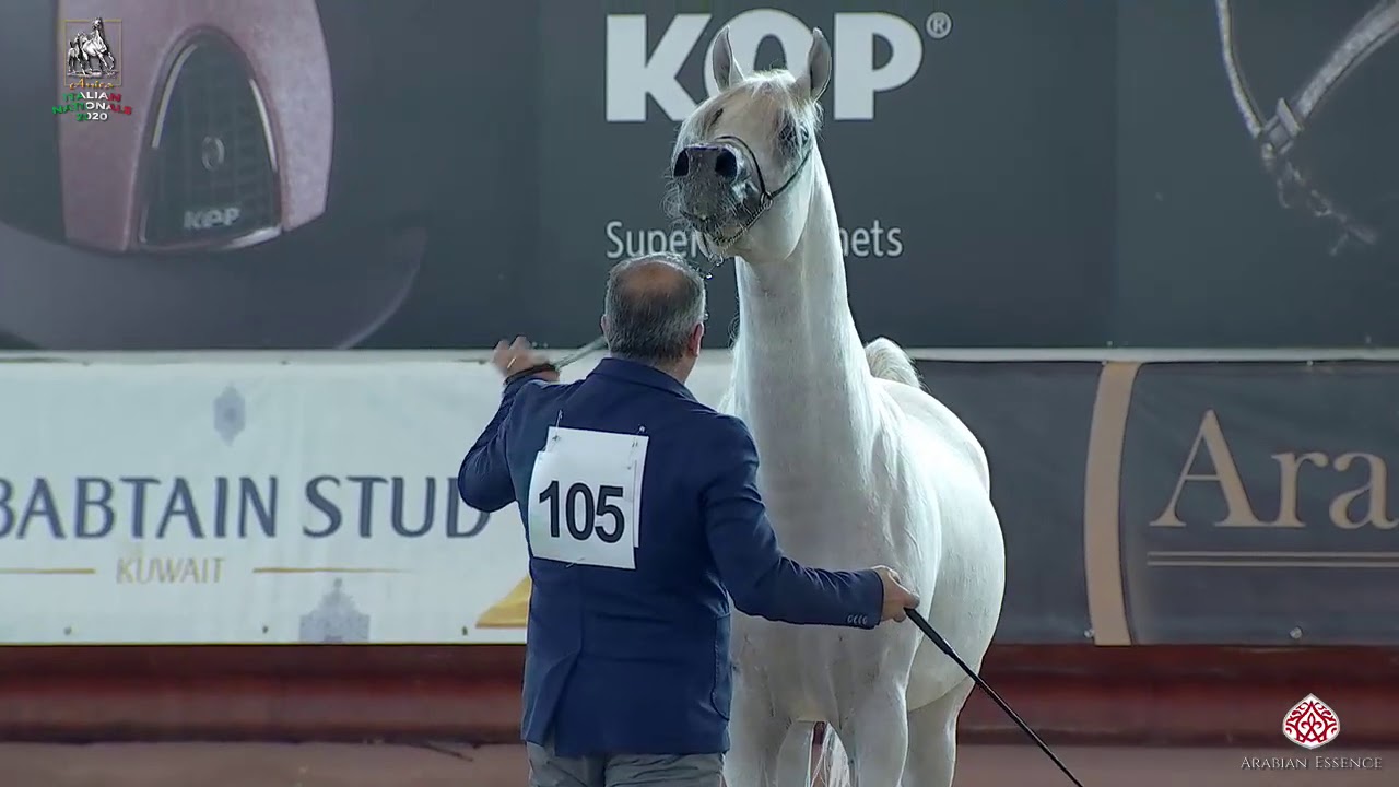 N 105 MAJID BY SHANGHAI   Italian Nationals 2020   San Giovanni In Marignano   Stallions 4 to 6 Year