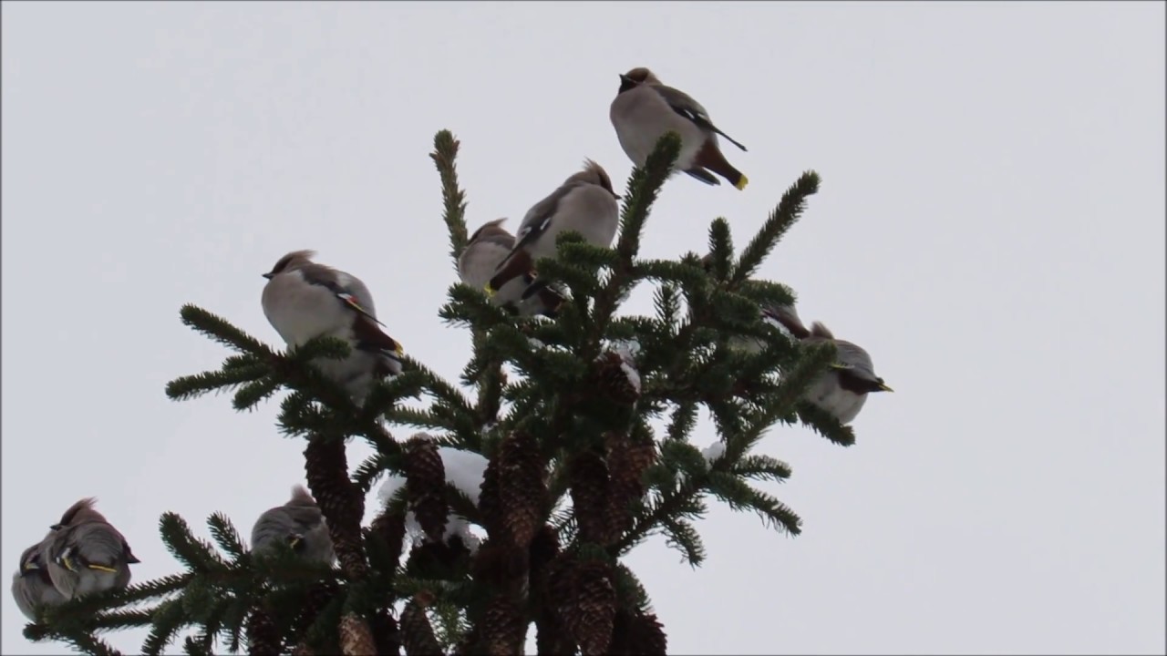 Sidensvansar   Waxwings