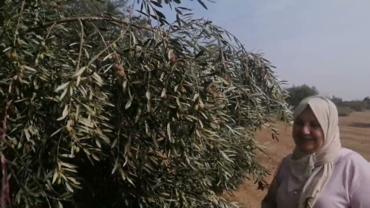 لقلعة السراغنة مشينا والزيتون جنينا وطريقة تحضير زيت الزيتون ليكم ورينا