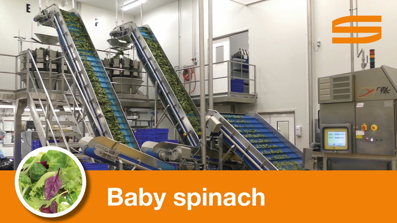 Baby spinach processing line - Sormac