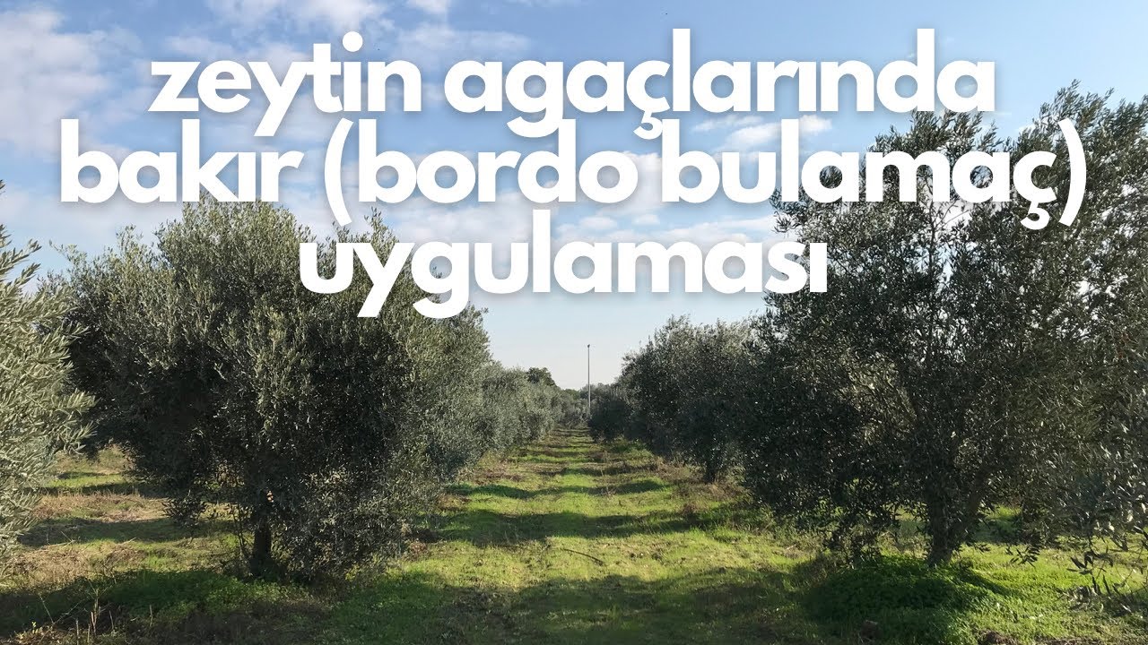 zeytin ağaçlarında bakır (bordo bulamacı) uygulaması
