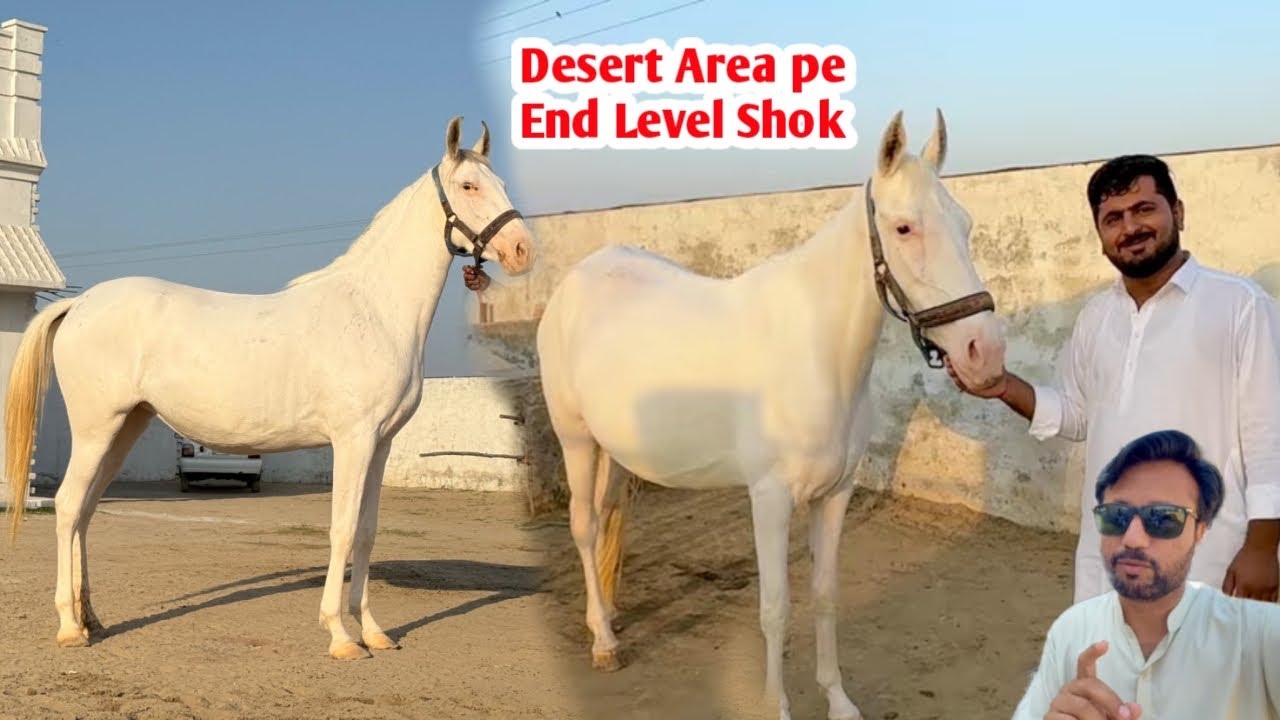 End Level ka Shok ||  Desert Area Dera Visit 