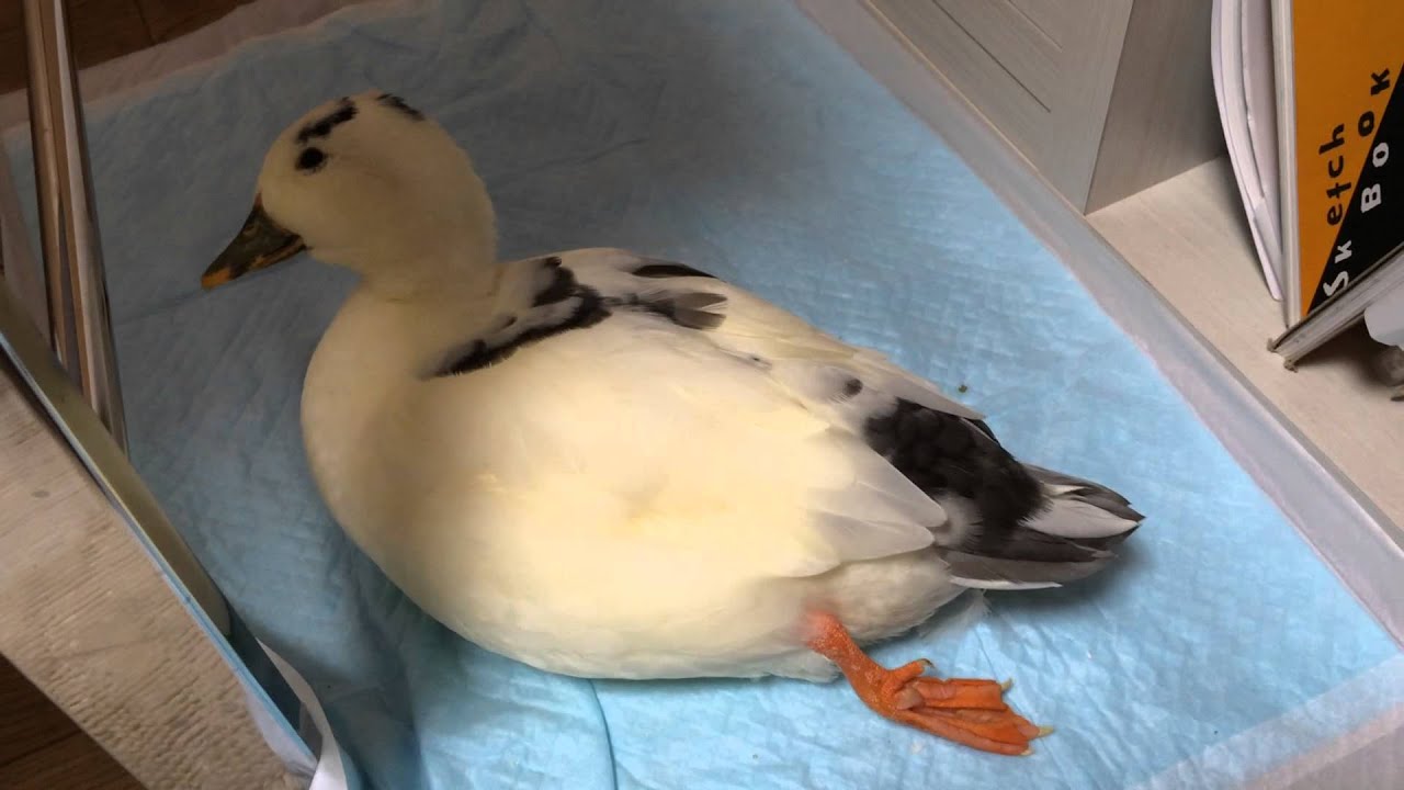 リラックス？するコールダック【小さいあひるのブッチー】My pet call duck is relaxing