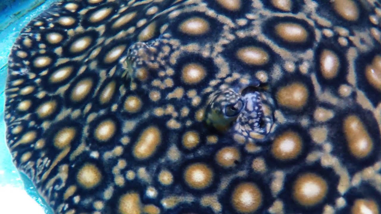 Potamotrygon Boesemani Stingray