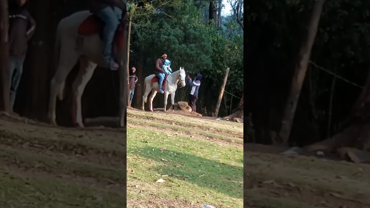horses riding in tree park ooty