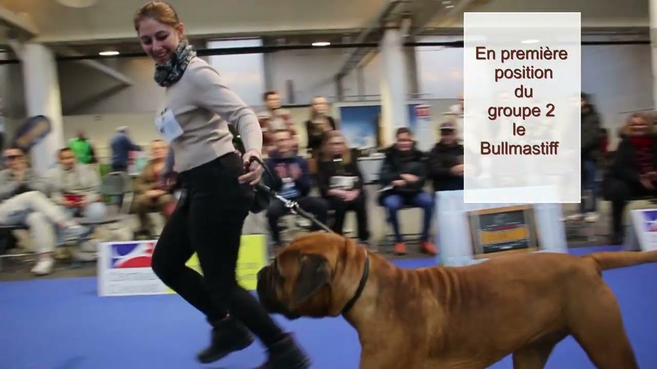 Chien mon ami exposition canine (Film 2 )