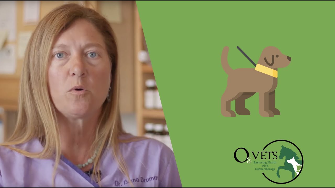 Why use ozone therapy on animals?