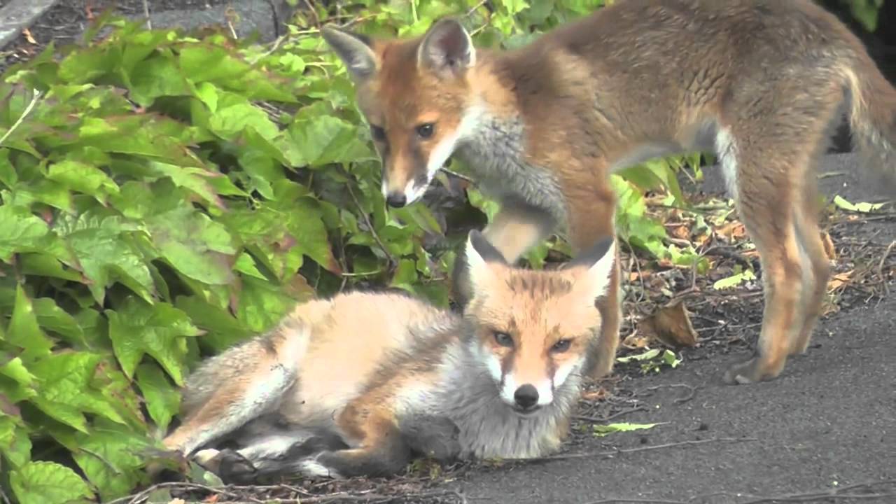 Two fox cubs in London Garden