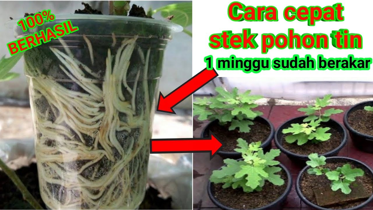 Cara benar stek pohon tin, 1 minggu sudah berdaun dan berakar