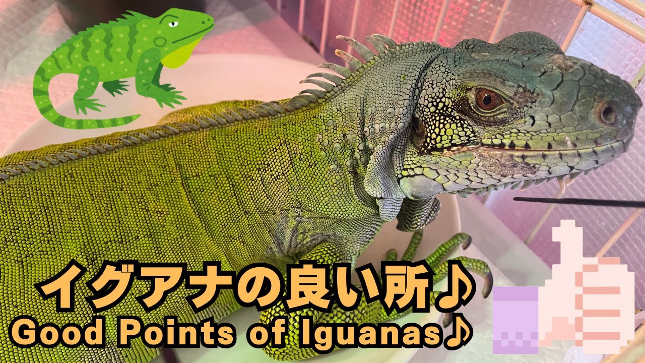 【グリーンイグアナ】イグアナの良い所！[Greeniguana] Good Points of iguanas!