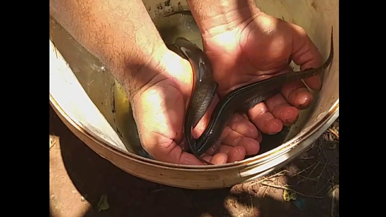 Como evitar a morte das turviras pegas no anzol. E como alimentalas.