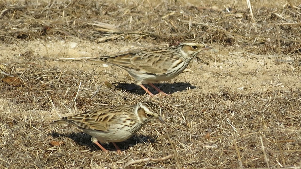 Woodlarks, Paphos Archaeological site-Cyprus, 05/11/2024