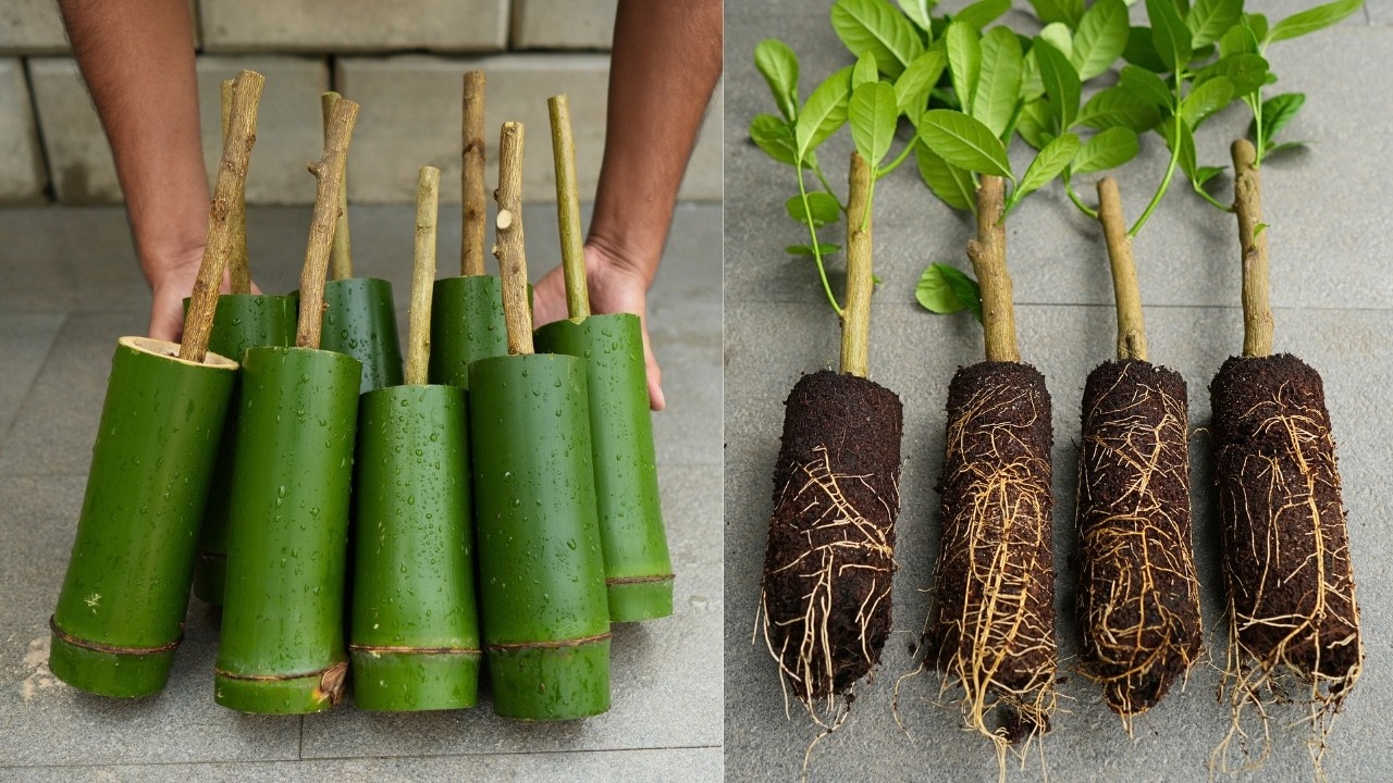 🍋How To Grow Lemon Cuttings Faster With 100% Success!