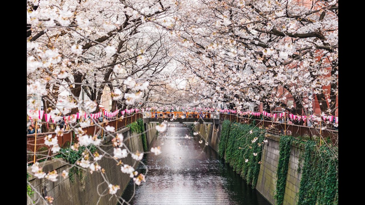 Meguro River Cherry Blossoms [Tokyo, 2024 / Treadmill / ASMR / 4K]