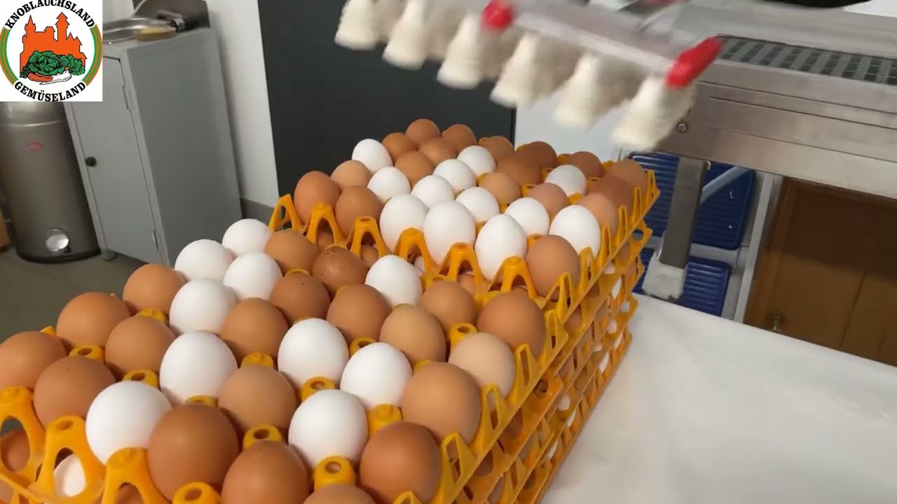 Frische Eier aus dem Knoblauchsland | Eier Ell