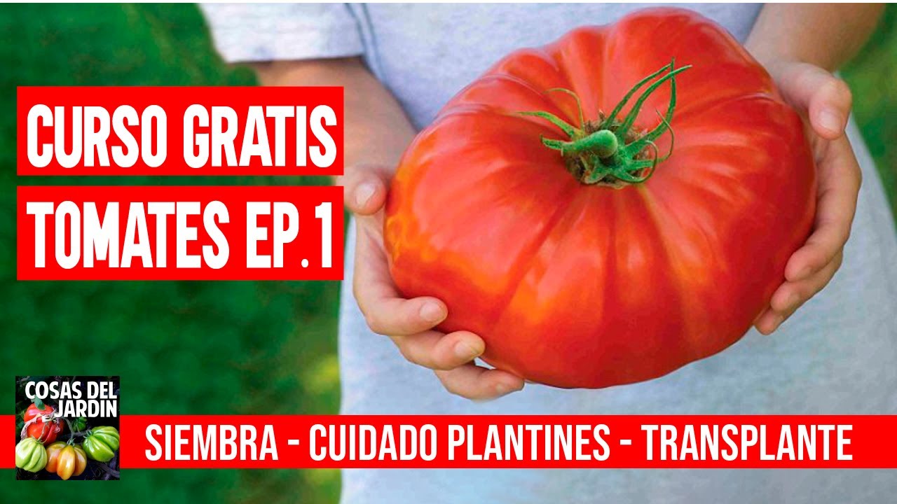CURSO GRATUITO TOMATES EP. 1 - COMO PLANTAR TOMATES EN CASA #CURSOTOMATESCDJ