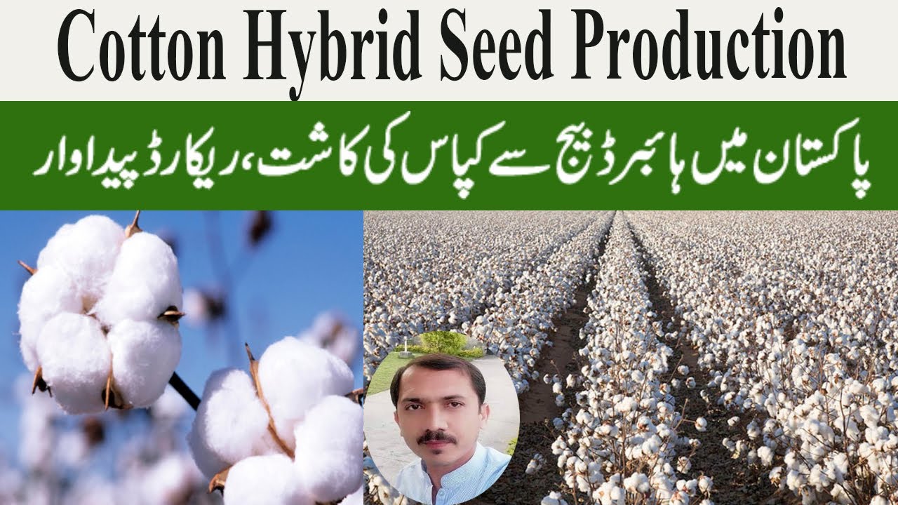 Cotton Hybrid Seed Production | Cotton Farming in Pakistan | Kapas Ki Kasht in Pakistan || Qasim