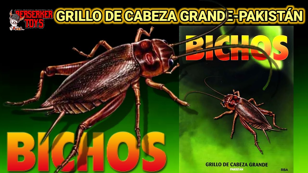 GRILLO DE CABEZA GRANDE -PAKISTÁN- BICHOS RBA - COLECCIÓN DE INSECTOS Y ARÁCNIDOS RBA FASCÍCULO #65