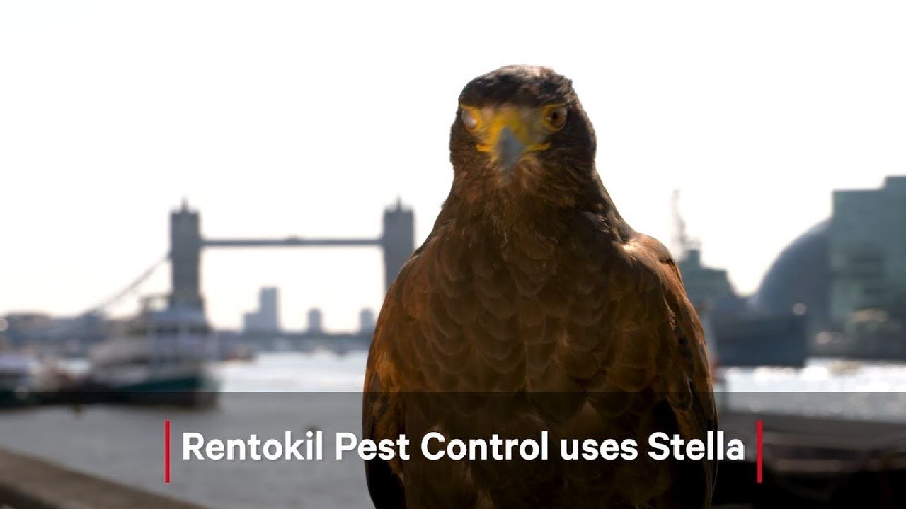 Britain's Got Talons - Rentokil Hawking Solution