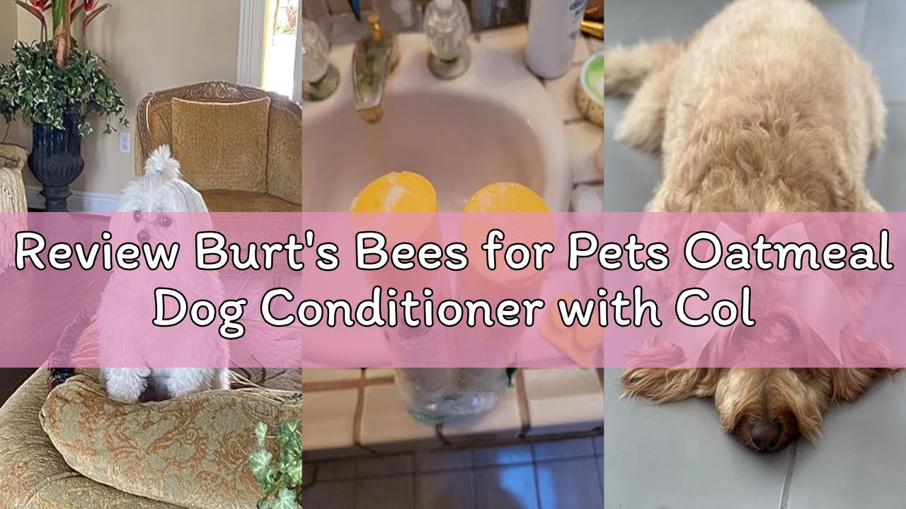 Review Burt's Bees for Pets Oatmeal Dog Conditioner with Colloidal Oat Flour & Honey - Soothing Reli