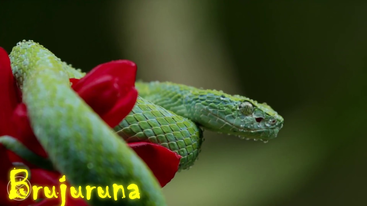 Serpiente Cósmica - Brujuruna