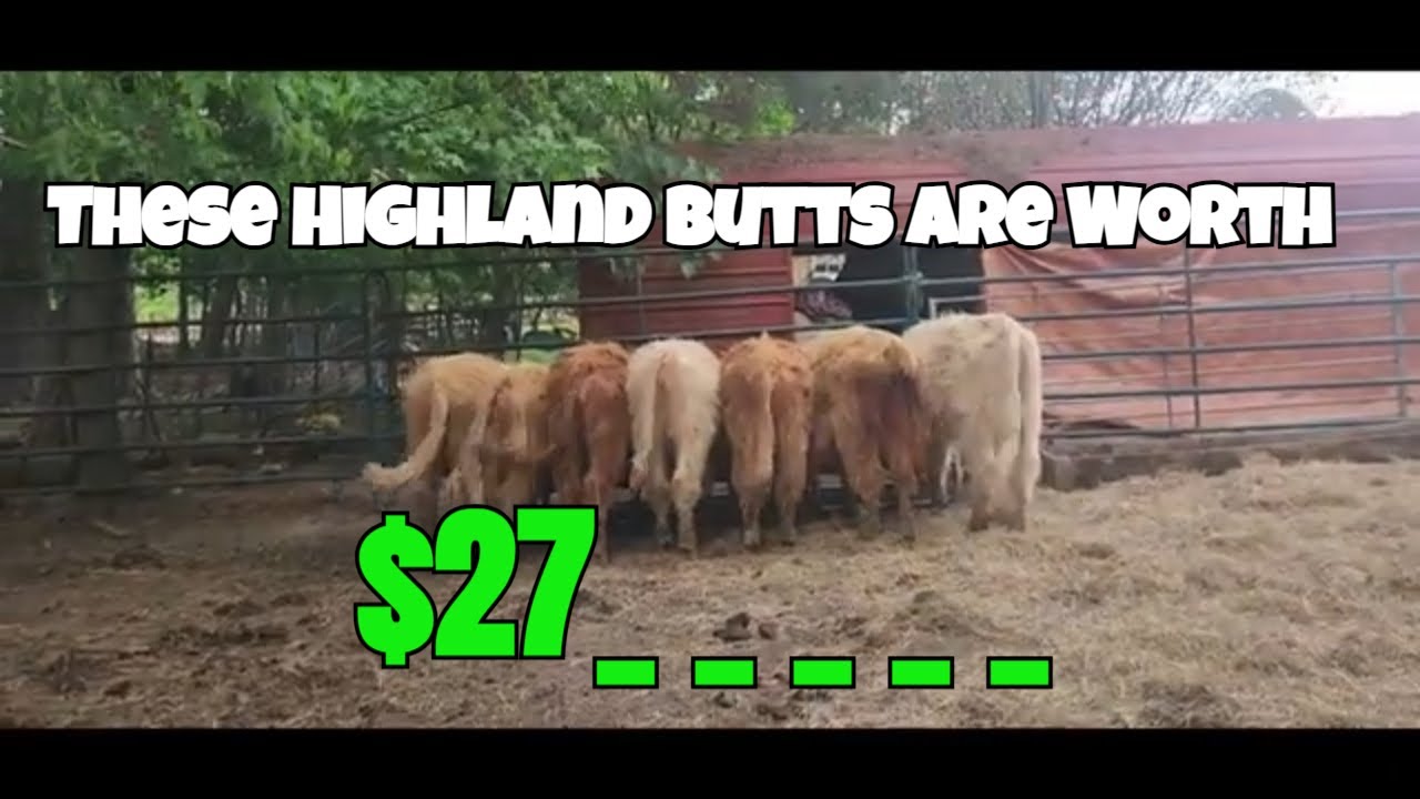 What Does it Cost to Buy Highland Cows Today