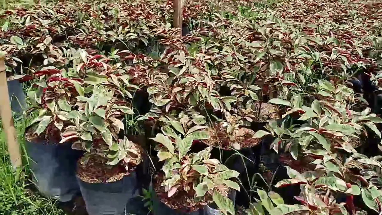 Excoecaria cochinchinensis&nbsp;(