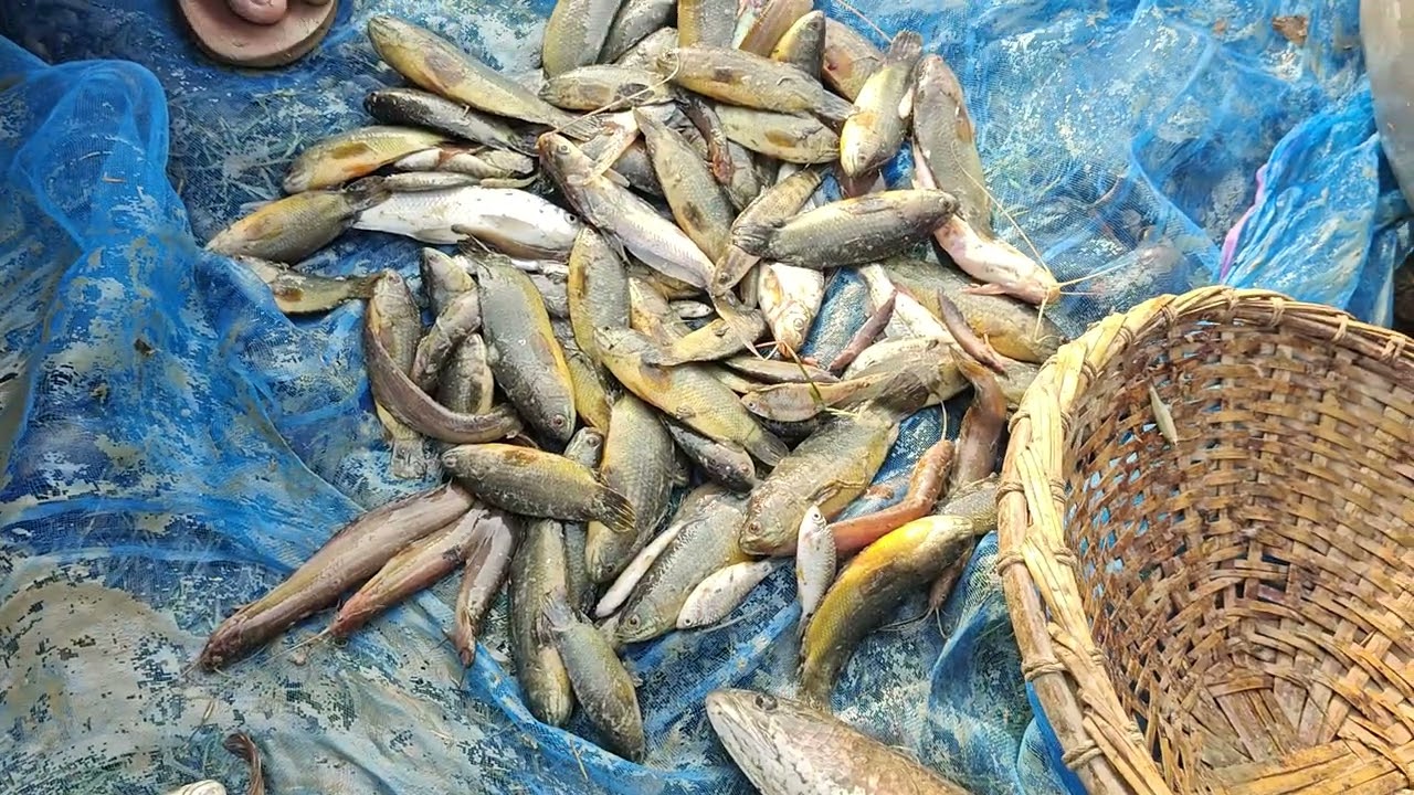 মাছ ভাগ করে নিলাম 
