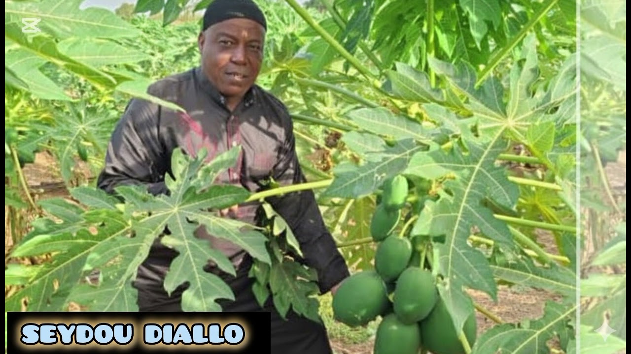 ADAMA FANE SEYDOU DIALLO 