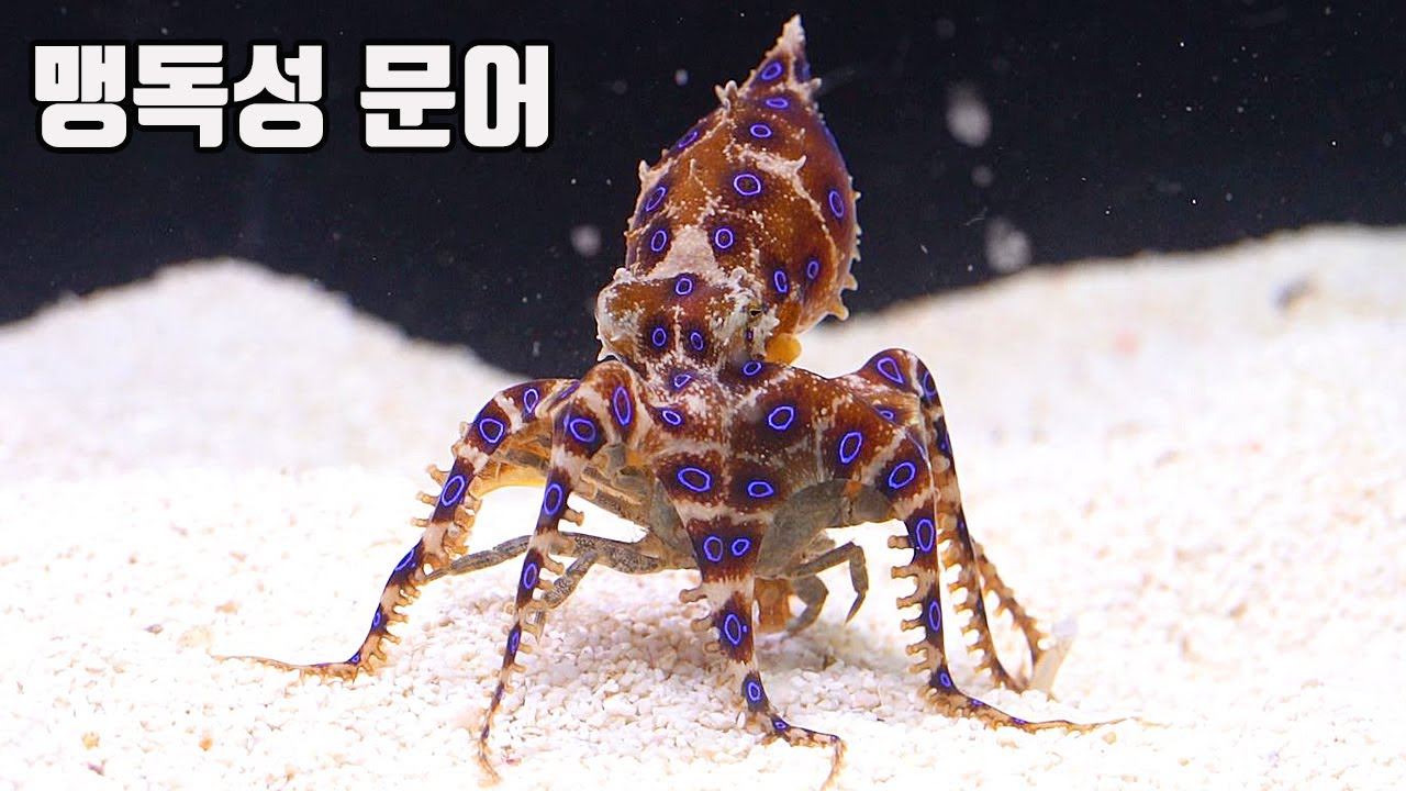 사람 26명을 죽일수있는 맹독을 지닌 파란고리문어에게 구피천 비파를 주었더니...