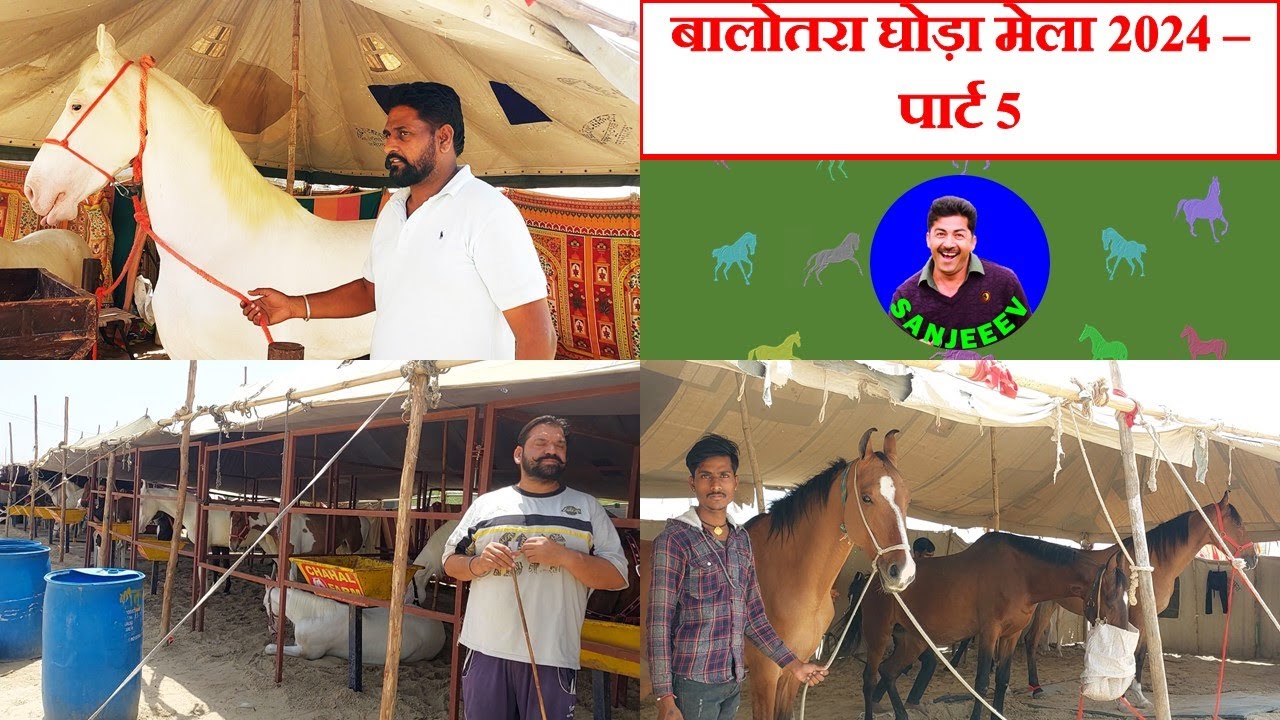 बिकाऊ घोड़े - पार्ट 5 Balotra Horse Market 2024 Tilwada Pashu Mela Horse Sale Price Video