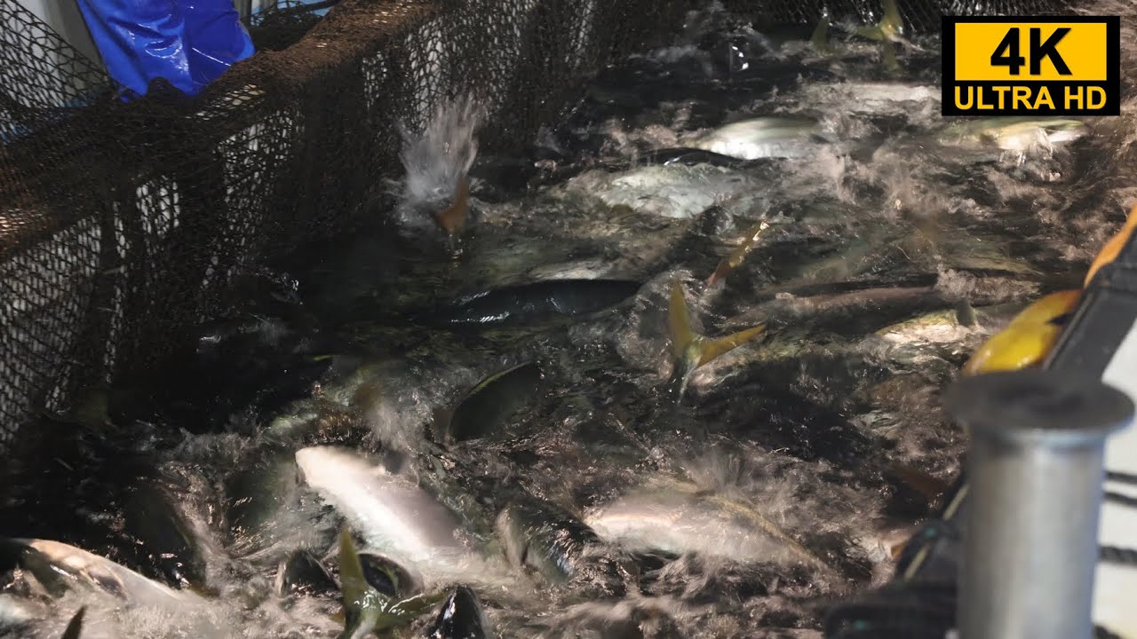 魚が大漁！春の定置網漁業のご紹介