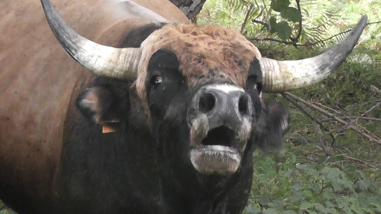 El toro semental, me reta y se prepara para atacarme.