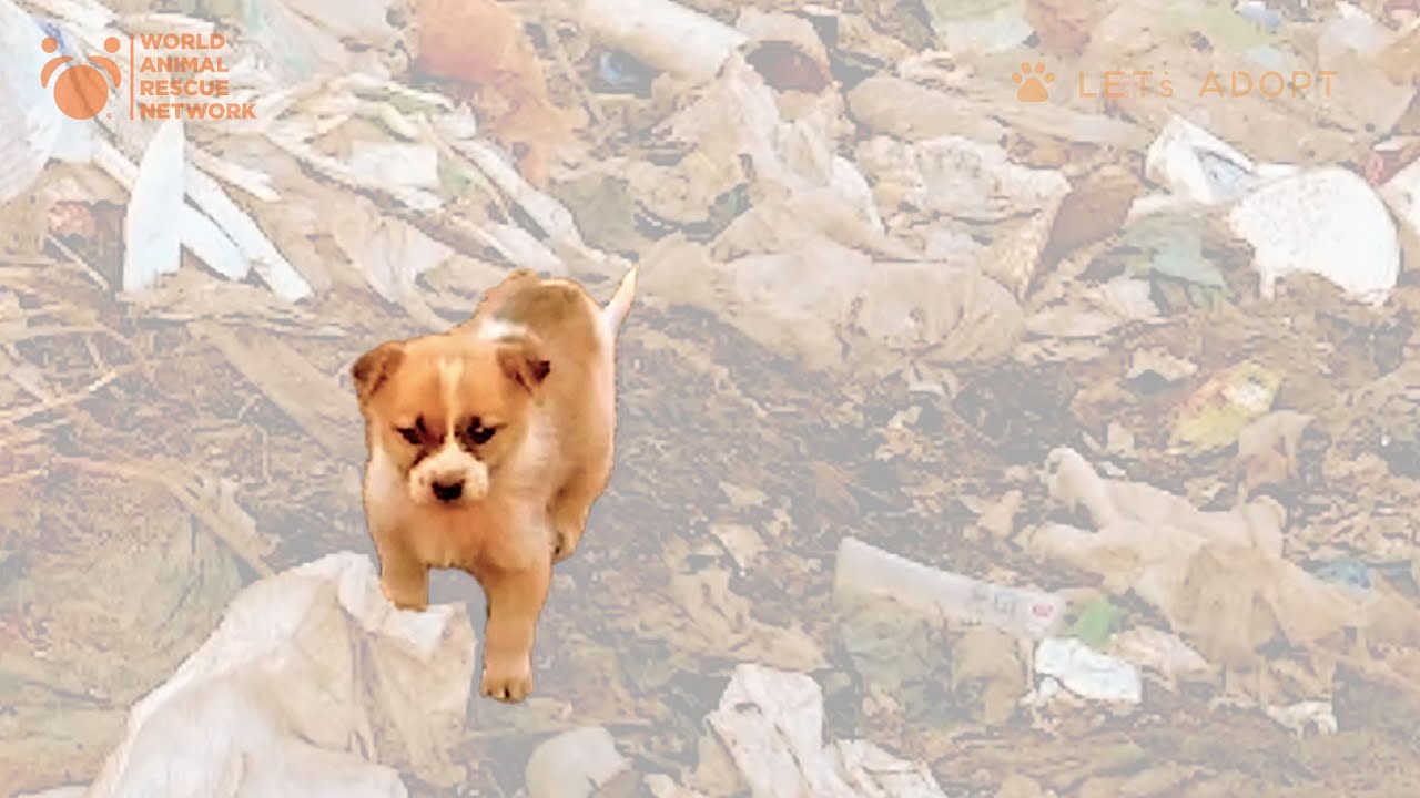 Tiny Puppy Rescued From Garbage Dump and then OMG! WTF! UNBelievable! What Did Viktor Larkhill Do?