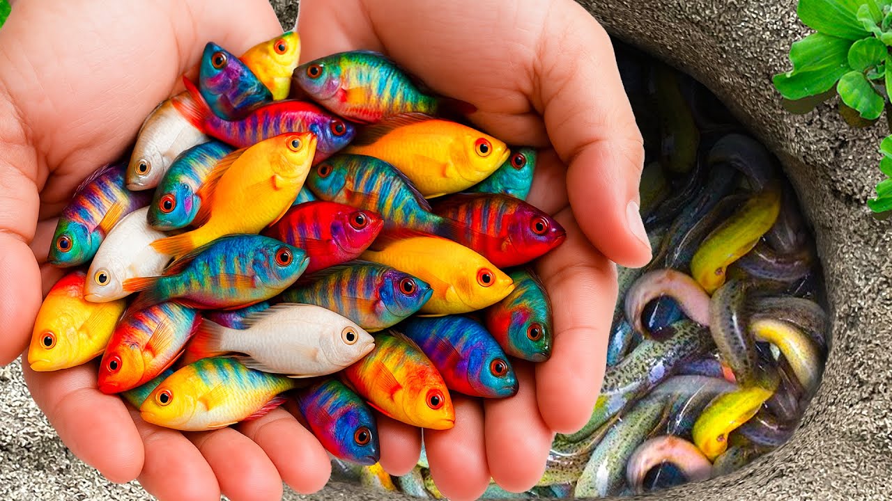 Catch Beautiful Ornamental Fish in Giant Colorful Eggs, Eels, Baby Turtles, Blue Butterfly Fish, Koi