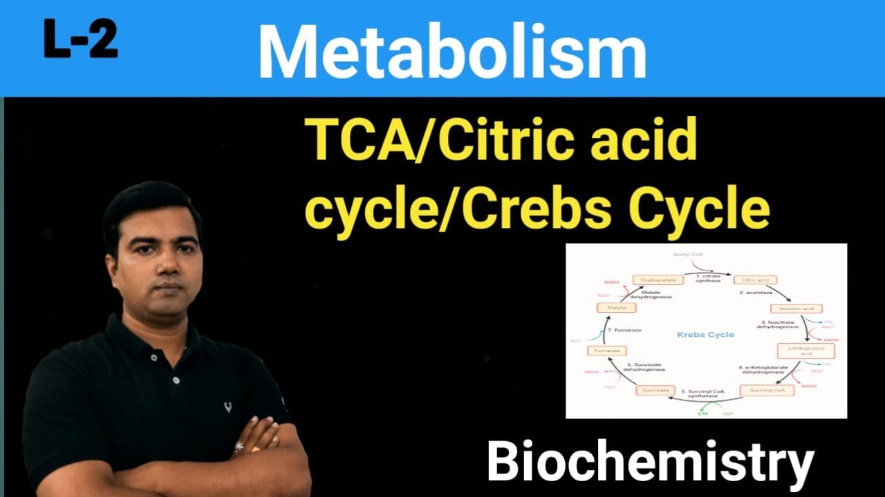 TCA cycle/Crebs Cycle/ Citric acid cycle